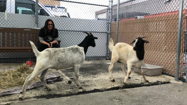 082118goat5.jpg (Farm Sanctuary)