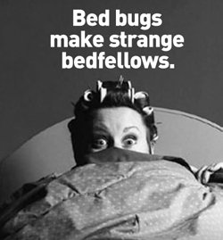 083010bedbug.jpg