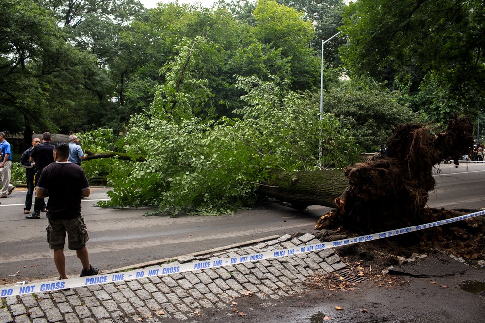 08407cc13081517fallencentralparktree-4-jpg.jpeg