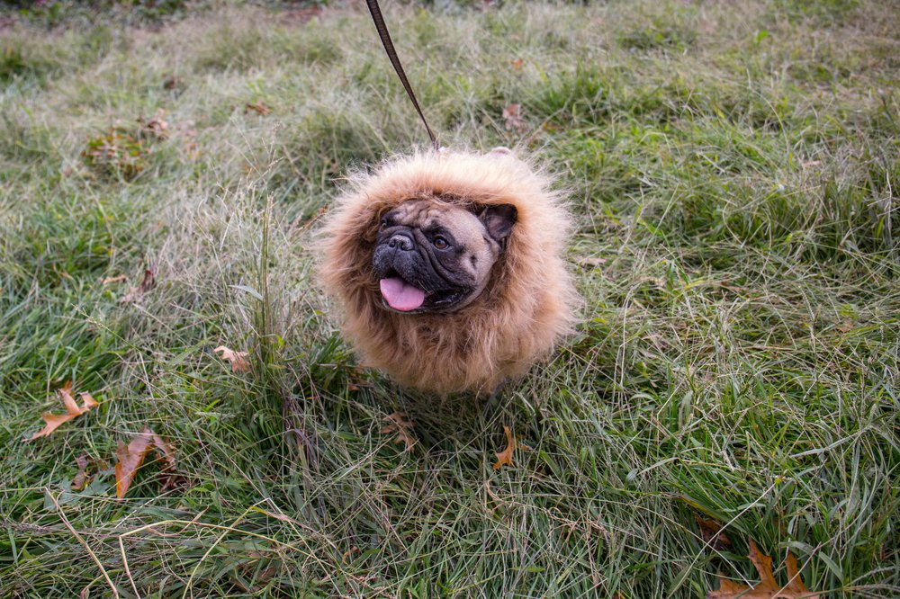 0888b302ddog-91-jpg.jpeg