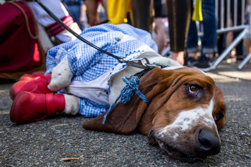 097c0c75ddoghalloween-162-jpg.jpeg