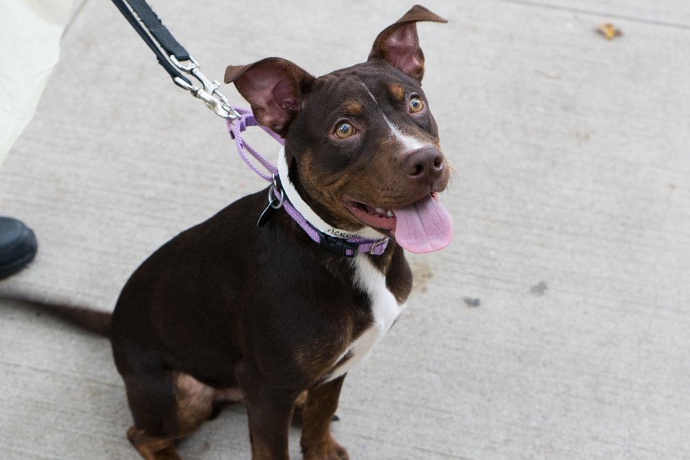09ab850a8hickory2-jpg.jpeg Hickory is a good dog<br>