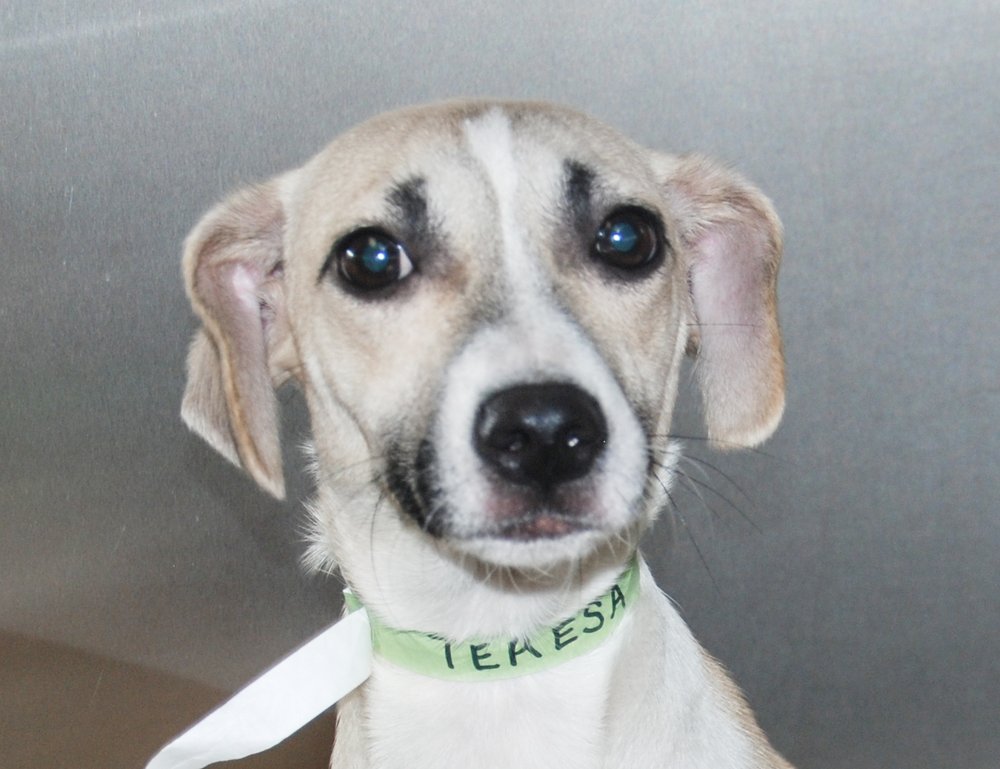 0a8f9663cteresa-jpg.jpeg Teresa at the Animal Rescue Fund of the Hamptons (Animal Rescue Fund of the Hamptons, Inc.)