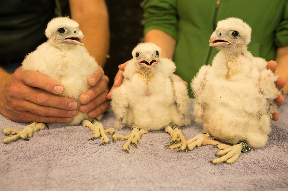 0b3e83b2c3falcons-jpg.jpeg The bb falcons<br>