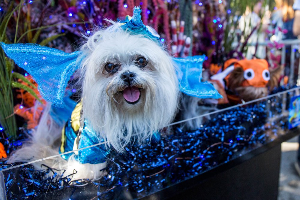 0c60d6901doghalloween-32-jpg.jpeg