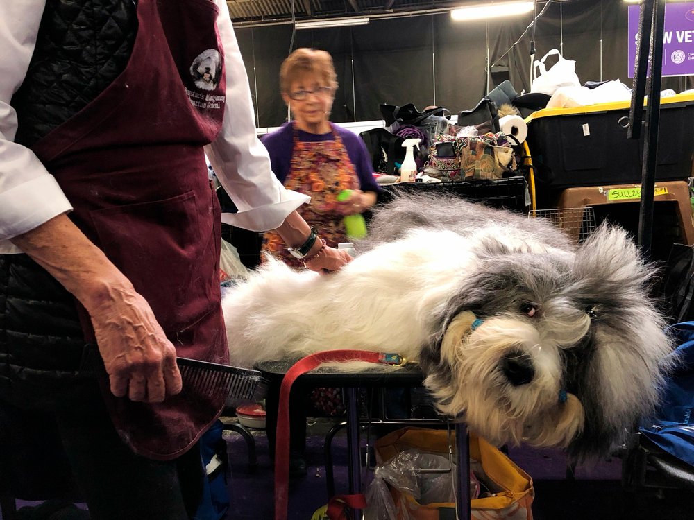 0f462ee8dshutterstock_10101723a-jpg.jpeg This dog still isn't sure how to pronounce Saoirse Ronan's name and it's getting ridiculous—she's the real thing, she's here to stay, spend five minutes looking up videos on the Internet and figure it out, it's insulting to my friend Saoirse. (Jake Seiner/AP/Shutterstock)