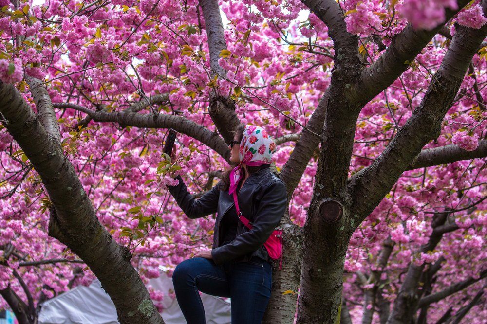 0f87c1de6sakura-70-jpg.jpeg