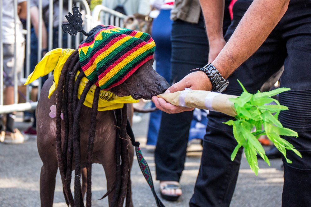 0ffdcc8a6doghalloween-90-jpg.jpeg