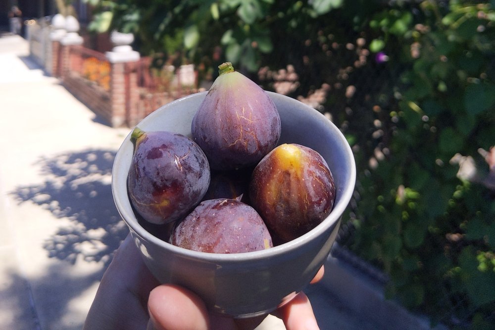 Figs.