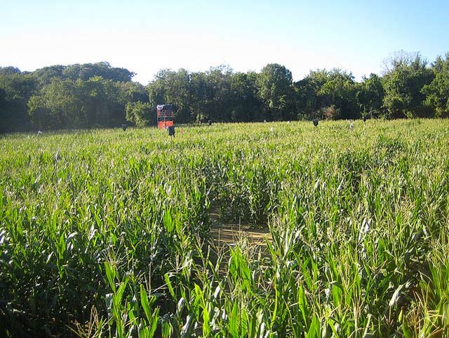 101410maze.jpg The Amazing Maize Maze at Queens County Farm Museum (Queens)Get lost in Queens County Farm Museumâs intricate 3 acre corn maze on Saturdays and Sundays until November 7th. After a quick stalk talk briefing, you're turned loose into the corn to start your interactive adventure. The fun begins at 11 a.m., runs until 4:30 p.m., and costs $8 for adults and $5 for children aged 4-11. Children of the corn under the age of 3 get in free.