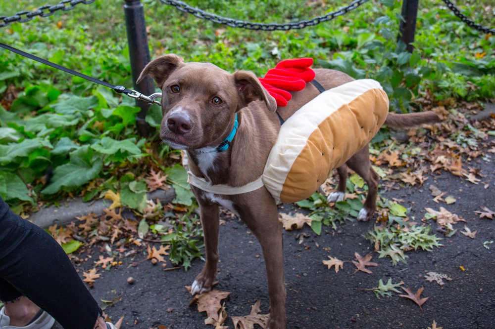 107982699dog-149-jpg.jpeg