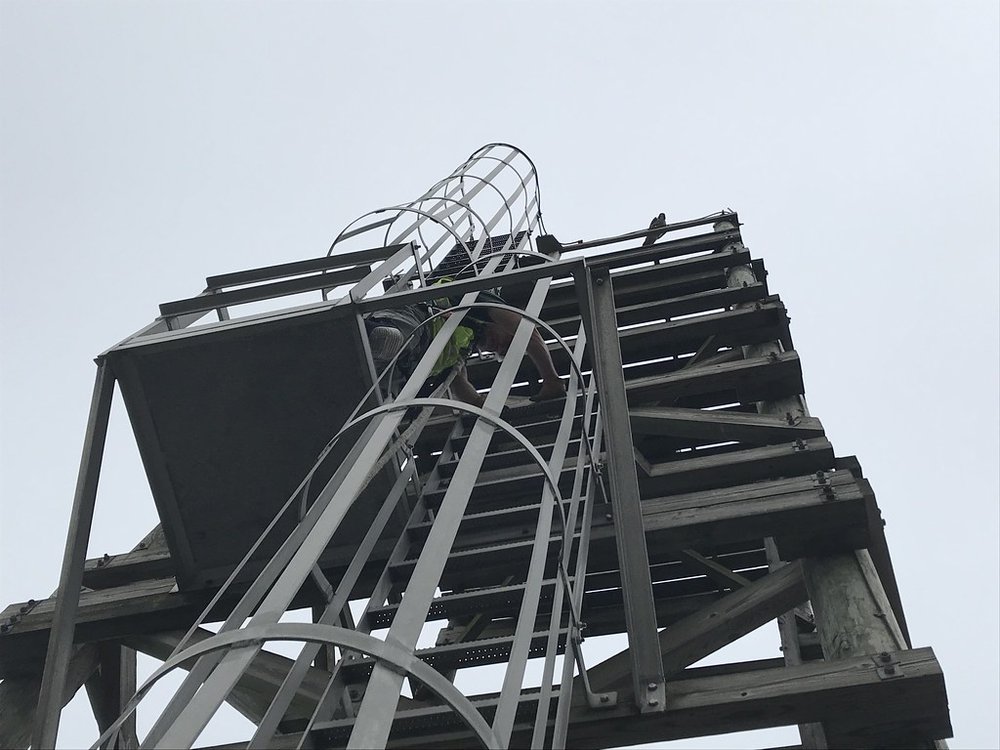 10820f73548137945218_e0f3535106_b-jpg.jpeg The ladder to the nesting tower