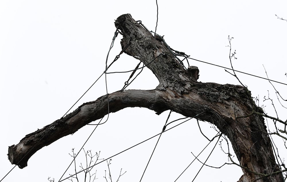 111b91358600-year-old-tree_chun-2-jpg.jpeg Cables support a limb of the 600-year-old white oak in Basking Ridge on Friday, April 21, 2017 (AP)