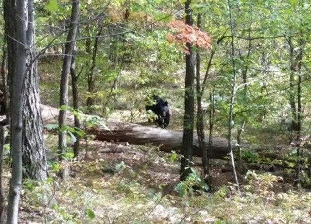 One of the photos of the bear recovered from Patel's phone