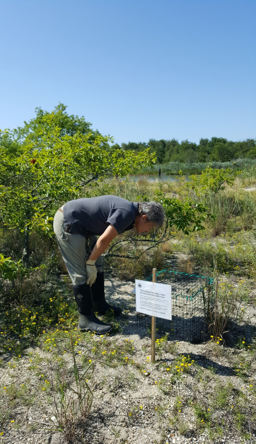 119d85f07sasterrapin20170830_105508a-jpg.jpeg Pehek looks at an enclosure<br>