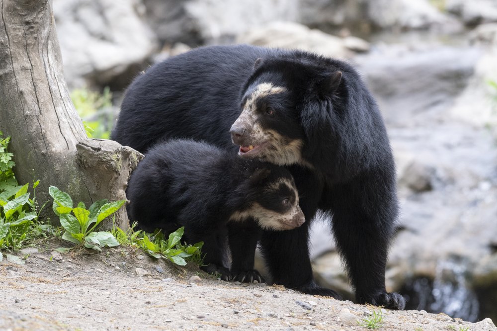 12437cb88julie-larsen-maher_9293_andean-bear-and-cubs_qz_05-10-19-jpg.jpeg