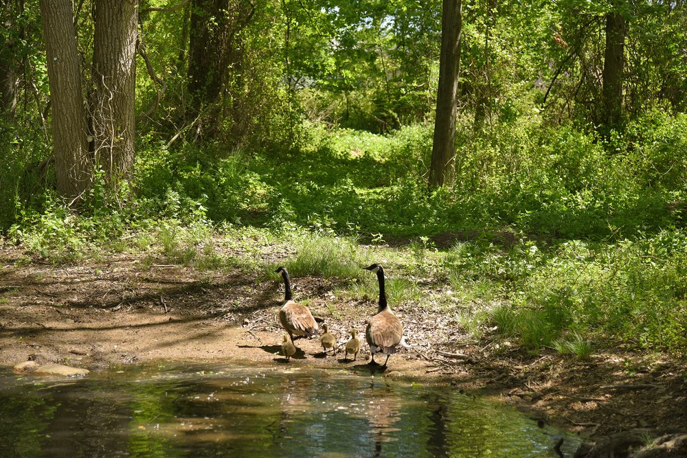 A family of geese wandering through pools of water at the proposed site of the Arthur Kill Terminal. Turkey vultures and deer can also be spotted in the area.