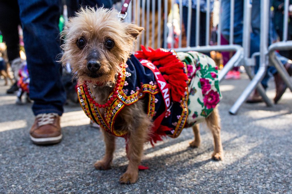 14fd64d19doghalloween-99-jpg.jpeg