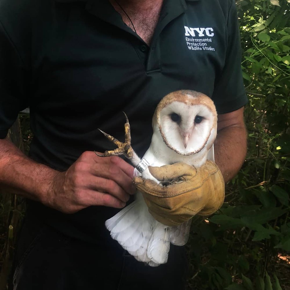 15a4eb694owl2-jpeg.jpeg Banded!