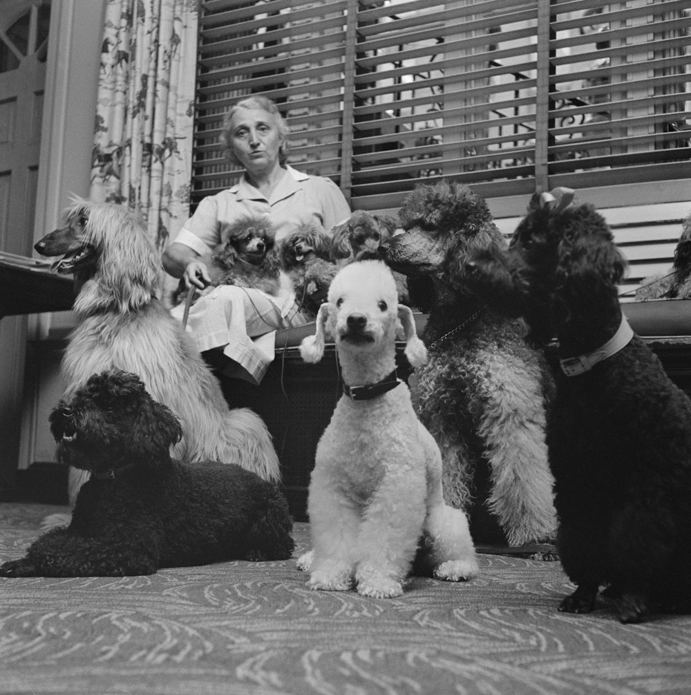 15d7de3afkubrick_dogs-in-the-city_2_mcny-jpg.jpeg Dogs in the City. Courtesy of the Museum of the City of New York / SK Film Archive, LLC