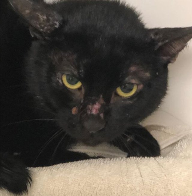 171472a692018_12_animalhaven2-jpg.jpeg The cat found inside the bucket on December 13<br>