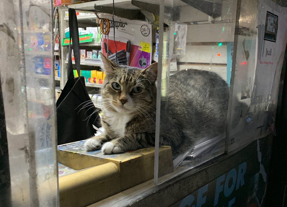 Lalo also keeps an eye on things at night (Jen Chung / Gothamist)