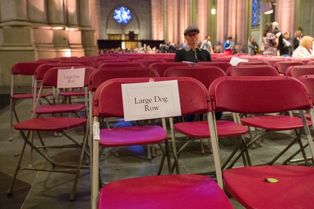 17f5d3464blessanimals-6-jpg.jpeg