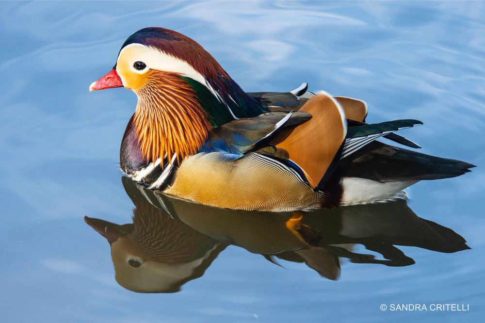 18613252edq7meyvx4aa22hi-jpg.jpeg The duck on Thursday morning. (Photo by <a href="https://twitter.com/alexcritelli7/status/1058035932484562944">Sandra Critelli</a>)