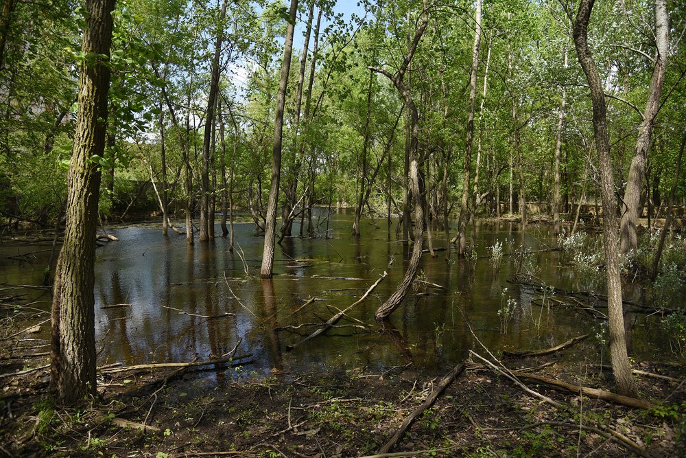 At the NYCEDC’s Rossville Municipal Site, woodlands and wetlands have grown over an abandoned post-industrial landscape. A vernal pond has formed near the base of a neighboring liquefied natural gas tank.