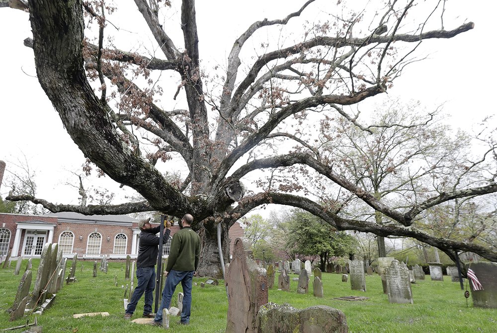 19ff72139600-year-old-tree_chun-3-jpg.jpeg Keith Keiling, right, and his brother Bobby Keiling set up a support beam to hold up a limb of a 600-year-old white oak tree on the grounds of Basking Ridge Presbyterian Church on April 21, 2017 (AP)