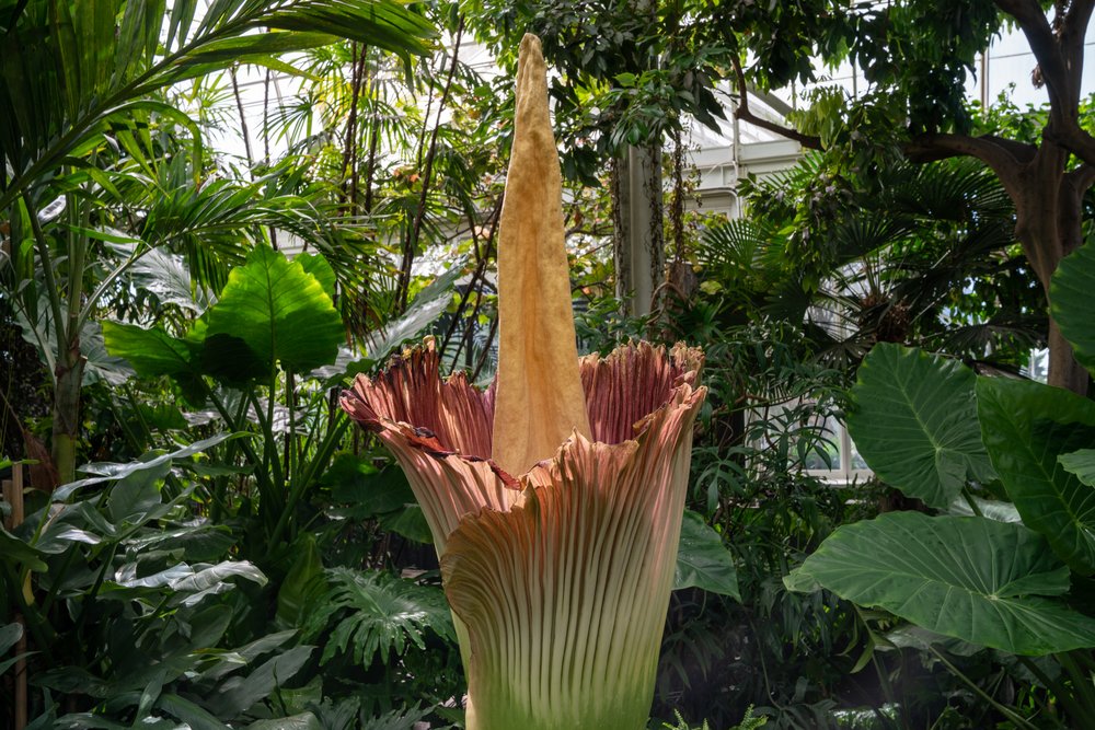 1d231766da7r01231-jpg.jpeg The corpse flower