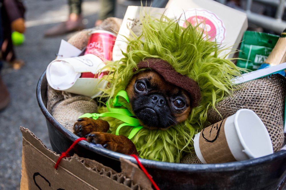 1d7fe5bc8doghalloween-145-jpg.jpeg