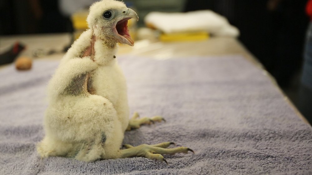 1de3597e8falcon_chick5-jpg.jpeg This one has something to say<Br>