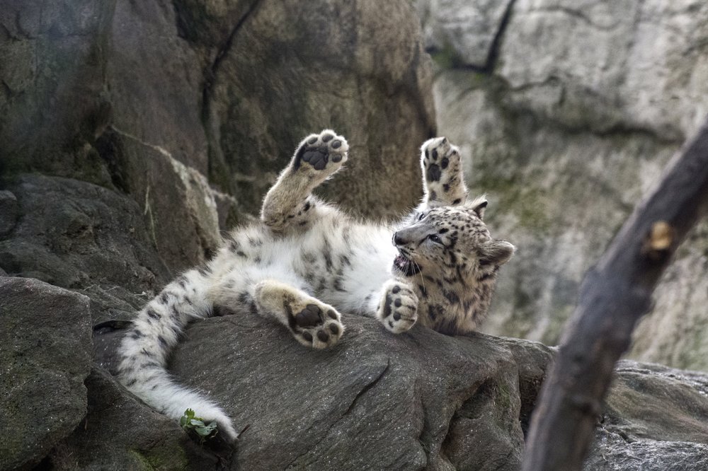 1e96c53a6julie-larsen-maher_8053_snow-leopard-cub_him_bz_09-07-17-jpg.jpeg