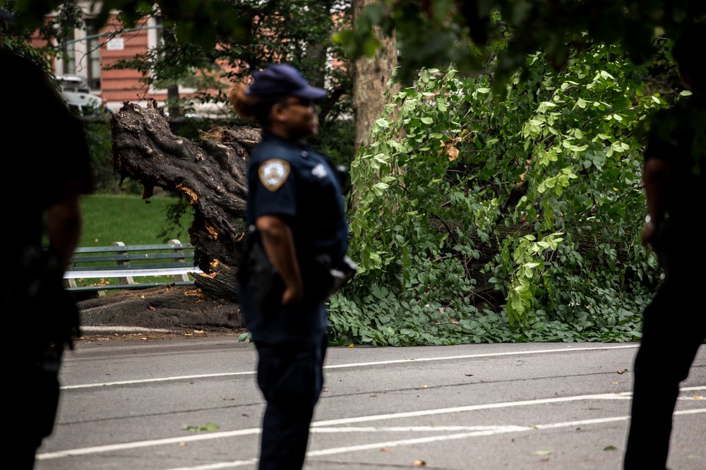1eba178b9081517fallencentralparktree-jpg.jpeg