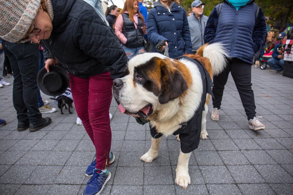 1fa0d04cbdog-130-jpg.jpeg