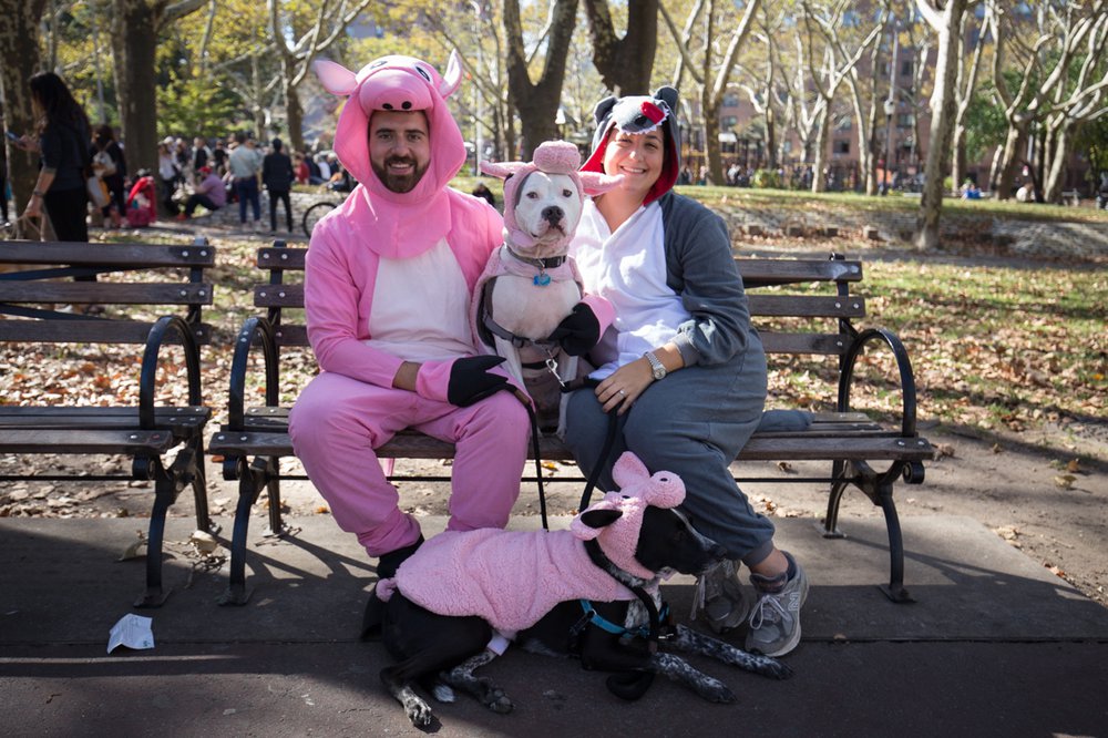 1fe25d08920171028-img_5272-jpg.jpeg Three Little Pigs and the Big Bad Wolf.<br>