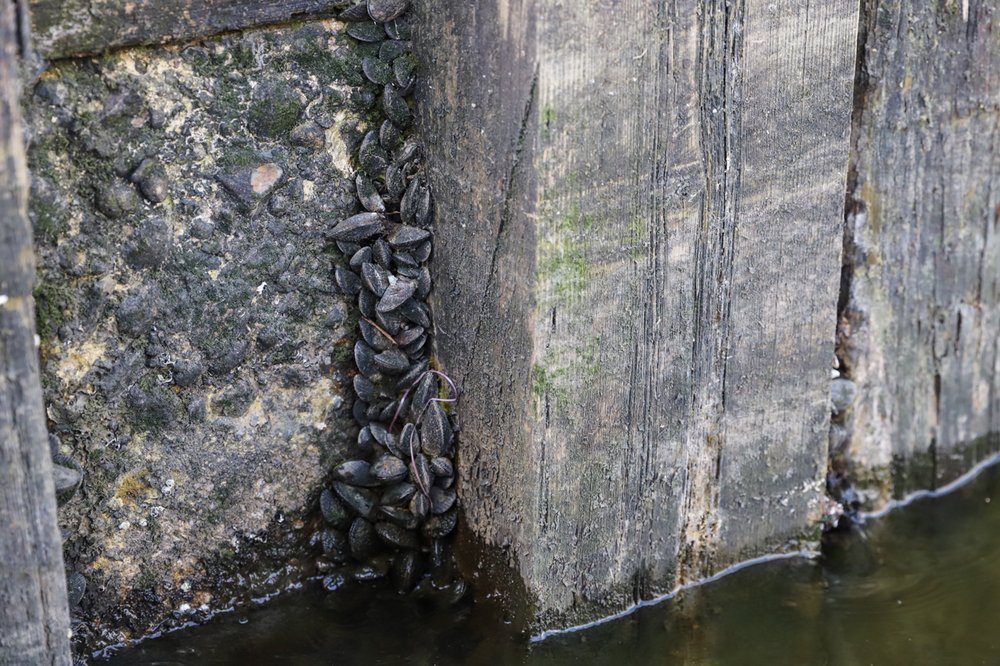 2005f1ae320180411-img_9873-jpg.jpeg More mussels</br>