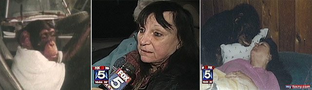 Sondra Herold spoke to My Fox NY last night and shared photos of her pet chimp Travis
