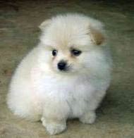 2010_07_pomeranian.jpg