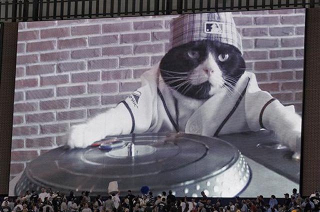 DJ Kitty is shown before tonight's Rays vs. Rangers game