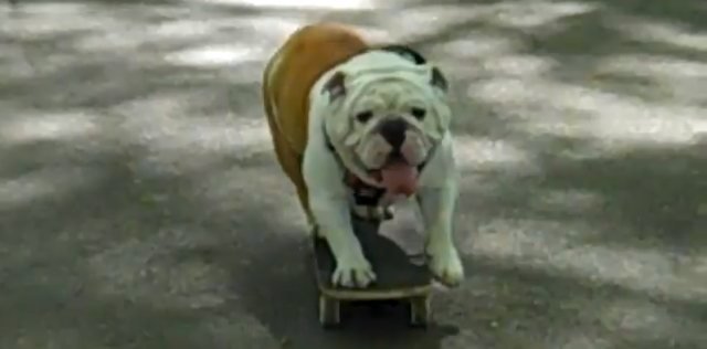 Mr. Beefy in action.