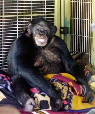 Travis the chimp in 2003. In 2009 he was shot by the police after he viciously ate off the face of his owner's friend Charla Nash.