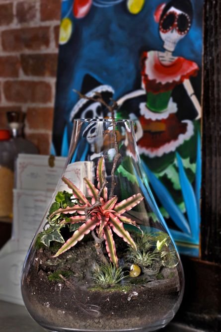Agave in a bottle. 