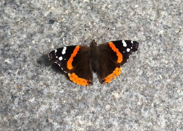 Red Admiral butterfly at Verdi Square, Broadway and West 73rd Street