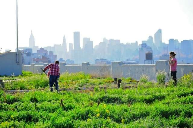 Brooklyn Grange, via Facebook