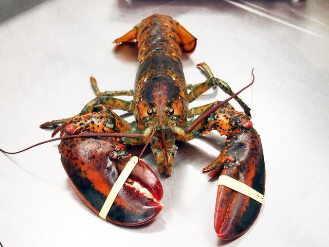 2012_5_fourchu1.jpg Fourchu lobster from Cape Breton Island, Nova Scotia