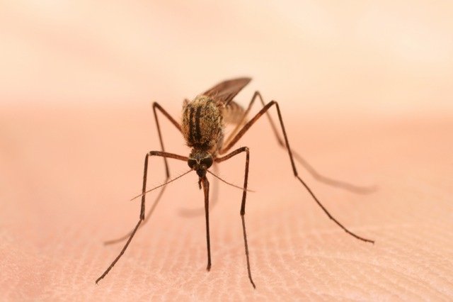 Mosquitos are horrible even when they're not bringing velociraptors back from the dead.