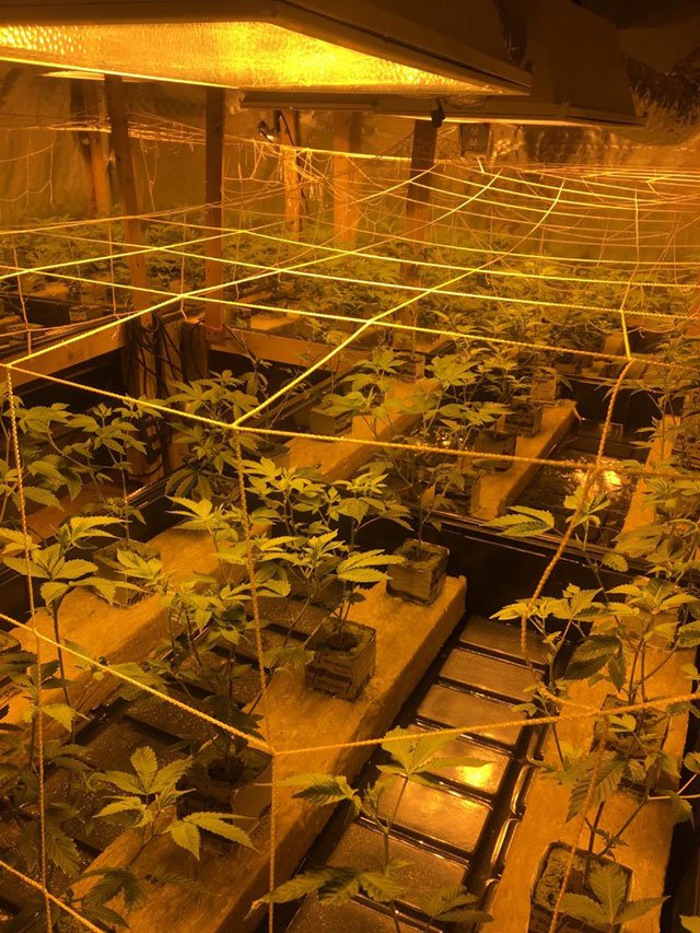 2017_04_grow1.jpg