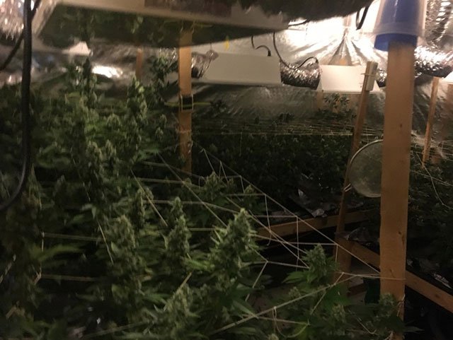 2017_04_grow2.jpg